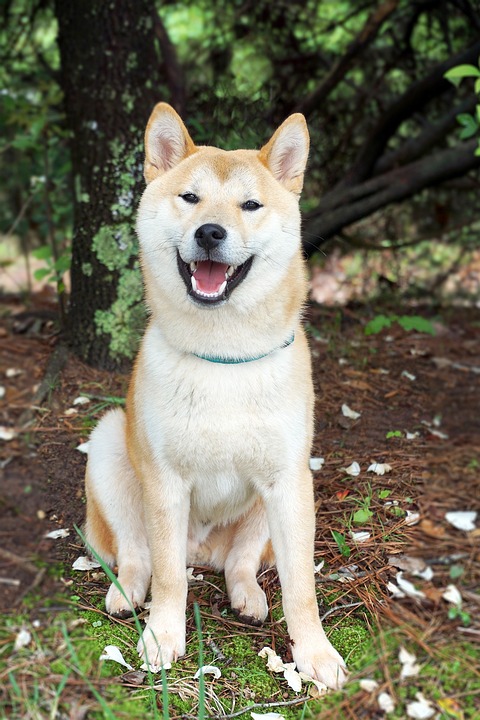 Akita Inu je krásný pes.